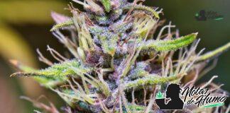 Donny Burger strain marihuana: Opiniones y Efectos donny burguer strain