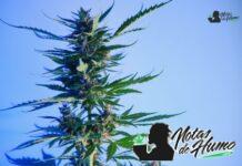dosidos strain