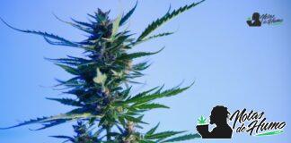 Dosidos strain marihuana: Opiniones y Efectos dosidos strain