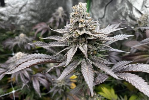 Donny Burger ejemplar
