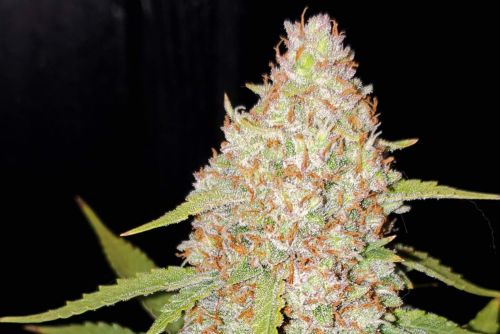 forbidden fruit strain