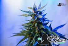 Forbidden Fruit strain marihuana: Opiniones y Efectos Forbidden Fruit strain