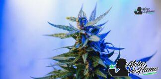 Forbidden Fruit strain