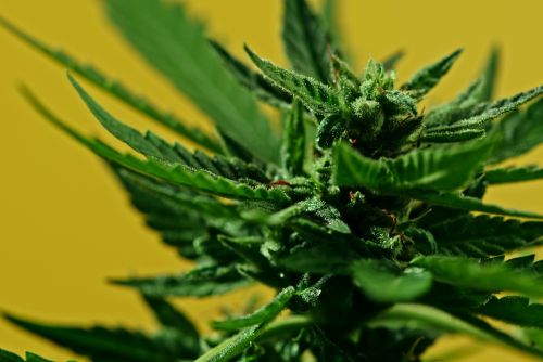 Fortune Cookies strain