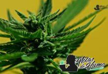 Fortune Cookies strain marihuana: Opiniones y Efectos Fortune Cookies strain