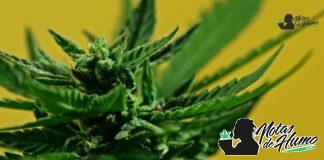 Fortune Cookies strain