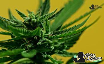 Fortune Cookies strain marihuana: Opiniones y Efectos Fortune Cookies strain