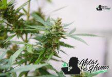 Fruity Pebbles strain: Opiniones y Efectos Fruity Pebbles strain