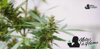 Fruity Pebbles strain: Opiniones y Efectos Fruity Pebbles strain