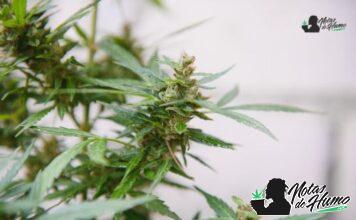 Fruity Pebbles strain: Opiniones y Efectos Fruity Pebbles strain