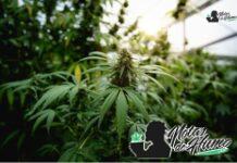 Gas face strain marihuana: Opiniones y Efectos