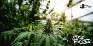 Gas face strain marihuana: Opiniones y Efectos