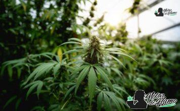 Gas face strain marihuana: Opiniones y Efectos