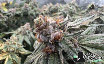 Gastro Pop strain marihuana: Opiniones y Efectos Gastro Pop strain