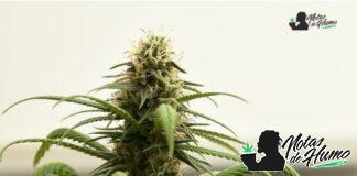 Gelato strain aka Gelato #42 Opiniones y Efectos gelato strain