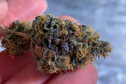 gelato 41 strain