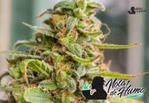 gelonade strain