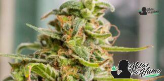 Gelonade strain marihuana: Opiniones y Efectos gelonade strain