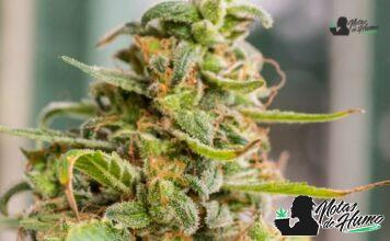 Gelonade strain marihuana: Opiniones y Efectos gelonade strain
