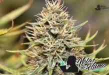 Ghost OG strain marihuana: Opiniones y Efectos Ghost OG strain