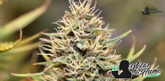 Ghost OG strain marihuana: Opiniones y Efectos Ghost OG strain