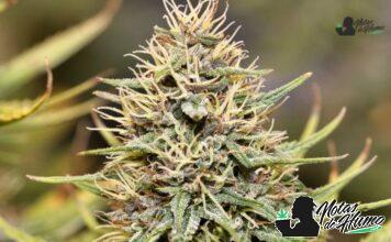 Ghost OG strain