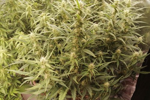 Ghost Train Haze strain