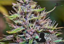 Ghost Train Haze strain marihuana: Opiniones y Efectos