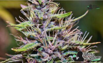 Ghost Train Haze strain marihuana: Opiniones y Efectos