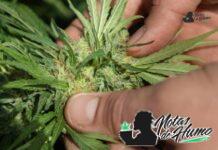 Girl Scout Cookies strain marihuana: Opiniones y Efectos girl scout cookies strain