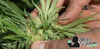 Girl Scout Cookies strain marihuana: Opiniones y Efectos girl scout cookies strain