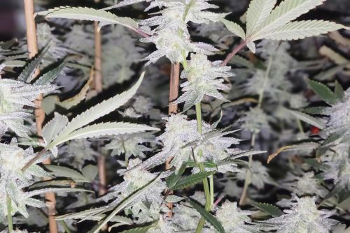 glitter bomb strain
