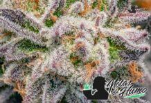 glitter bomb strain