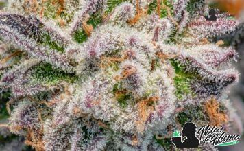 Glitter bomb strain marihuana: Opiniones y Efectos glitter bomb strain
