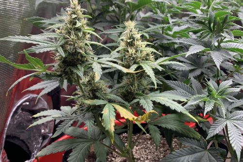 Golden Goat strain planta