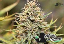 golden goat strain