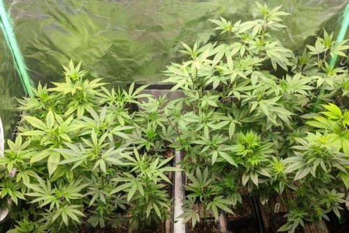 GovernMint Oasis strain