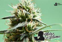 GovernMint Oasis strain marihuana: Opiniones y Efectos GovernMint Oasis strain