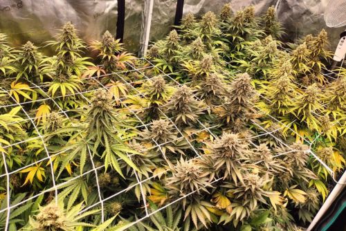 Grand daddy Purple cultivo