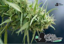 Granddady Purple strain marihuana: Opiniones y Efectos Granddady Purple strain