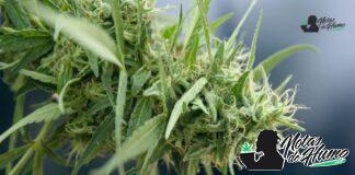 Granddady Purple strain marihuana: Opiniones y Efectos Granddady Purple strain