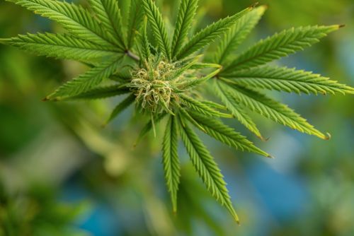 granddady purple strain