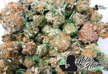 Grape Gasoline strain marihuana: Opiniones y Efectos
