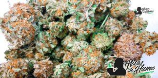 Grape Gasoline strain marihuana: Opiniones y Efectos