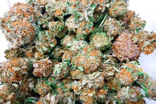 grape gasoline strain