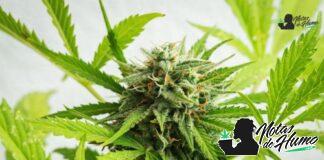 Grape Pie strain marihuana: Opiniones y Efectos