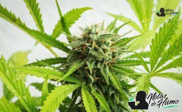 Grape Pie strain marihuana: Opiniones y Efectos