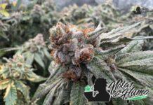 Grape Soda strain: Opiniones y Efectos