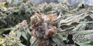 Grape Soda strain: Opiniones y Efectos