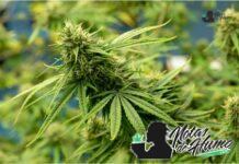 Grease Monkey strain marihuana: Opiniones y Efectos grease monkey